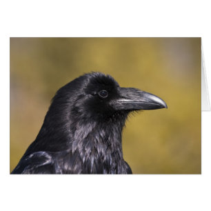 Wild Raven - Card
