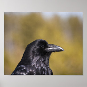 Wild Raven Portrait - Fine Art Print