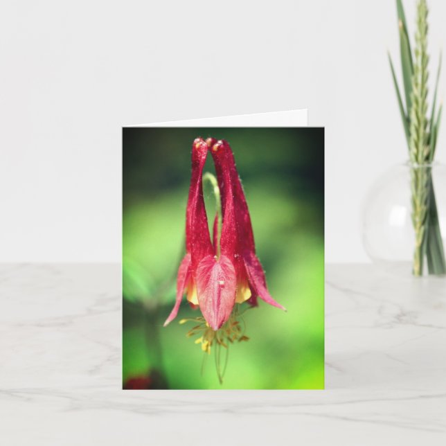 Wild Red Columbine Flower Photography  Note Card (Front)