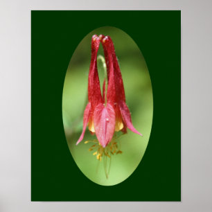 Wild Red Columbine Flower Poster