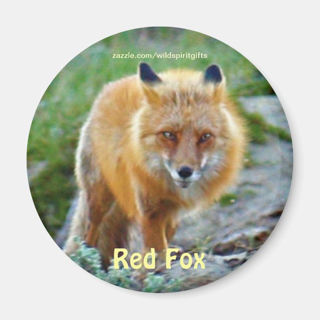 Wild Red Fox Vixen Wildlife Art Magnet (Front)