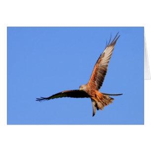 Wild Red Kites