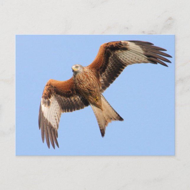 Wild Red Kites Postcard (Front)