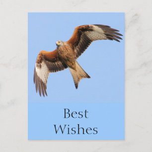 Wild Red Kites Postcard