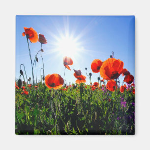 Wild Red Poppies Flowers Magnet
