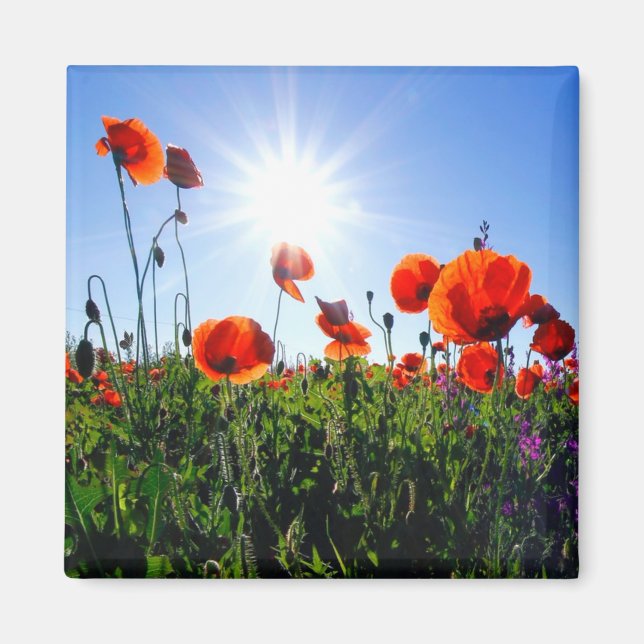 Wild Red Poppies Flowers Magnet (Front)