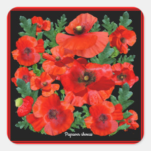 Wild Red Poppies Square Sticker