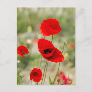 Wild red poppy flower postcard