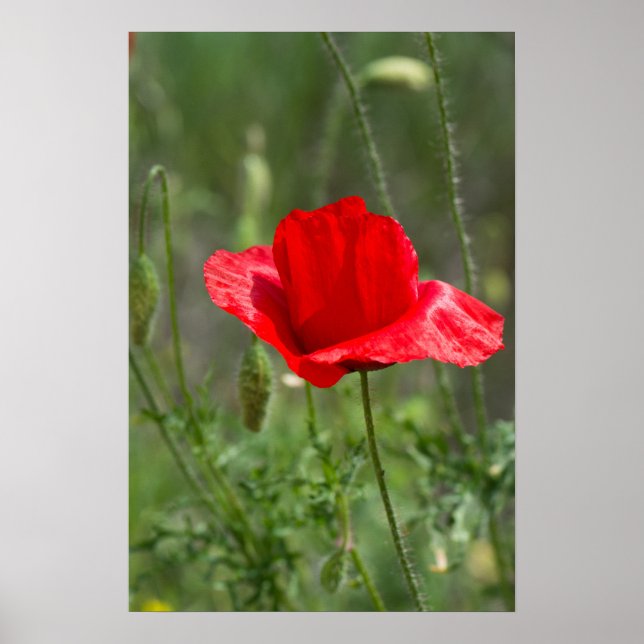 Wild red poppy flower poster (Front)
