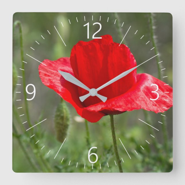 Wild red poppy flower square wall clock (Front)
