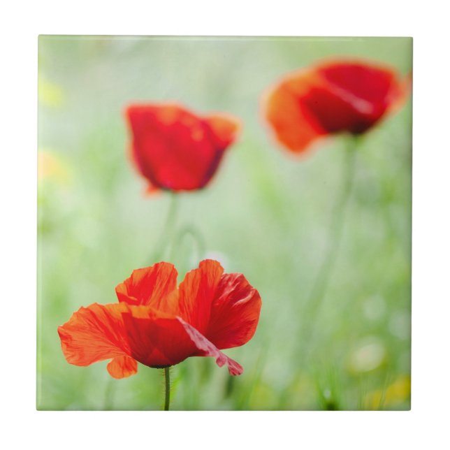 Wild red poppy flower tile (Front)