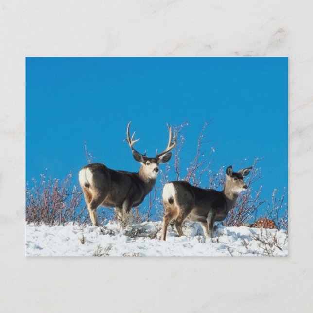 Wild Reindeer Postcard (Front)
