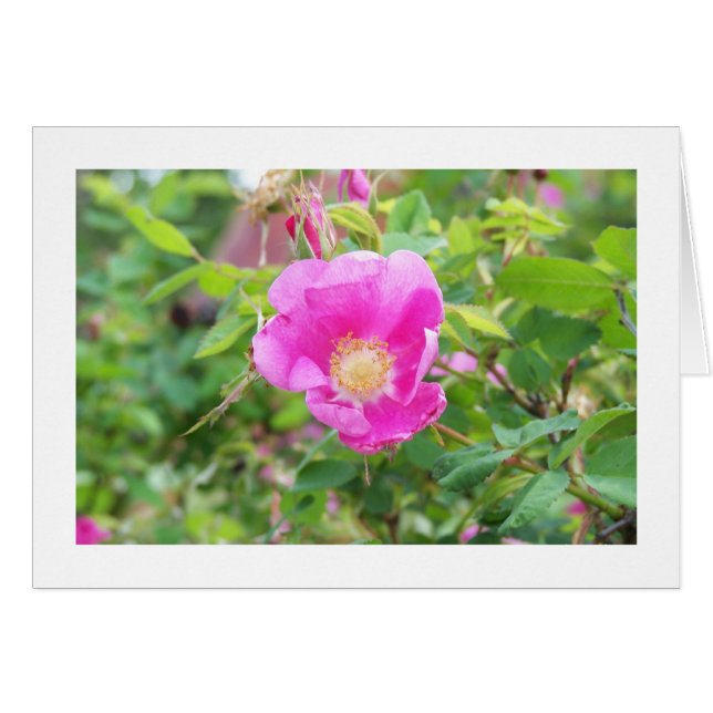 Wild Rose (Front Horizontal)