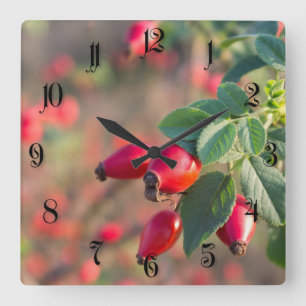 Wild rose berries square wall clock