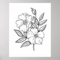 Wild Rose Bloom Drawing