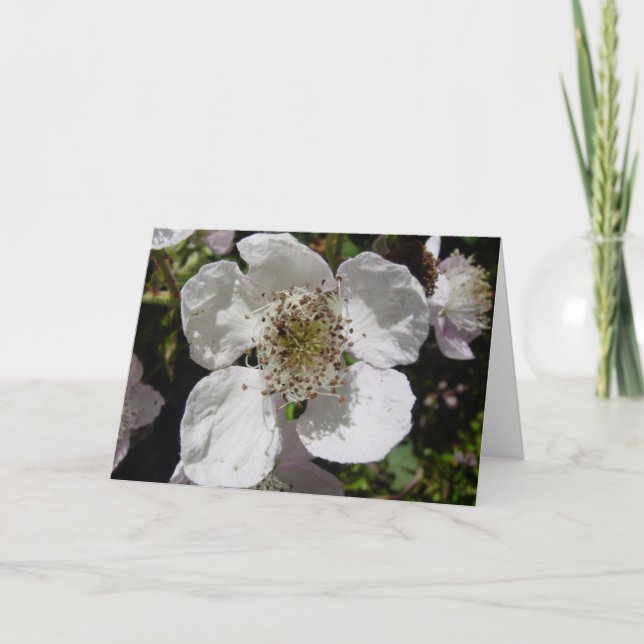 Wild Rose Blossom Card (Front)