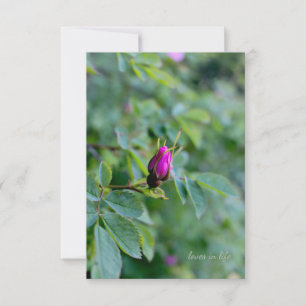 Wild Rose Bud Card