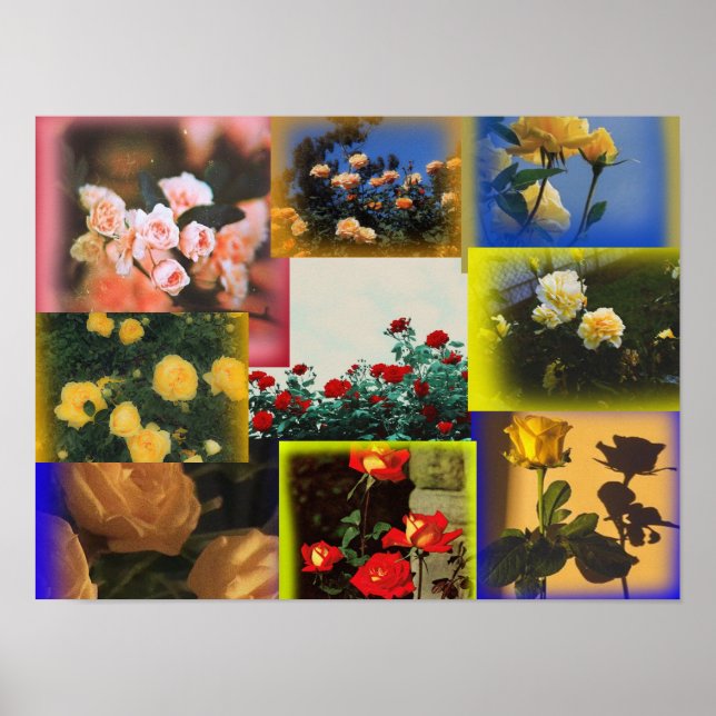Wild Rose Collage Poster (Front)