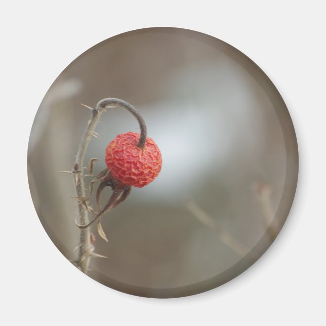 Wild Rose Fruit Magnet (Front)