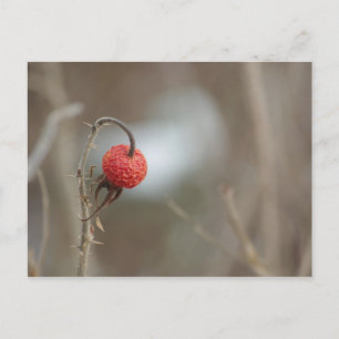 Wild Rose Fruit Postcard