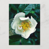 Wild Rose