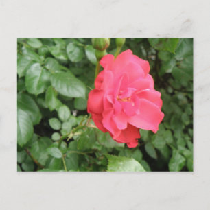 Wild Rose Postcard