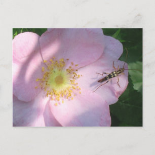Wild Rose Postcard