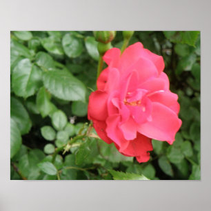 Wild Rose Poster