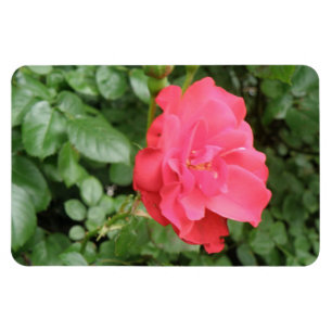 Wild Rose Premium Magnet