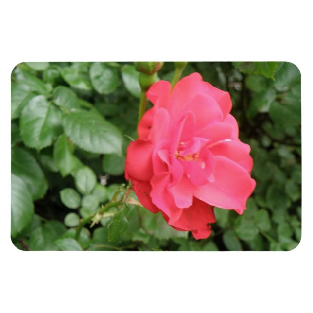 Wild Rose Premium Magnet (Horizontal)