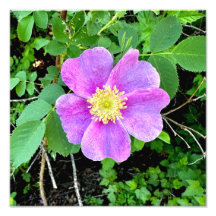 Wild Rose print