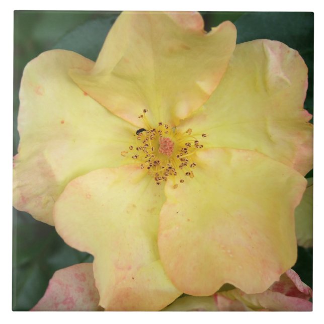 Wild Rose Tile (Front)