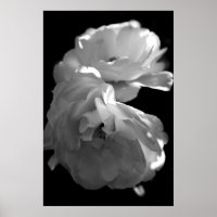 Wild Roses Black and White Floral Photography