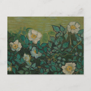 Wild Roses by Vincent Van Gogh Postcard