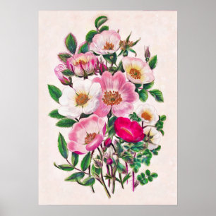Wild Roses Poster
