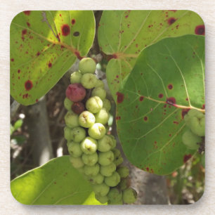 Wild Sea Grapes Set of Coasters