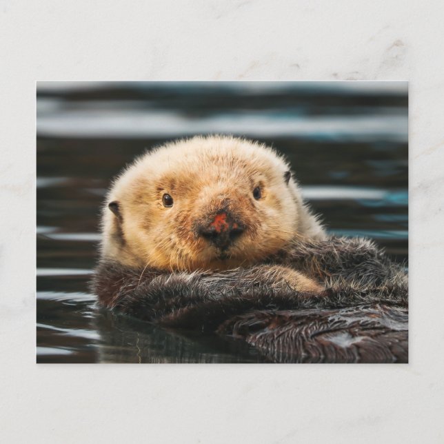 Wild Sea Otter Portrait Postcard (Front)