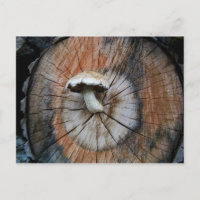 Wild Shiitake Mushroom on Log
