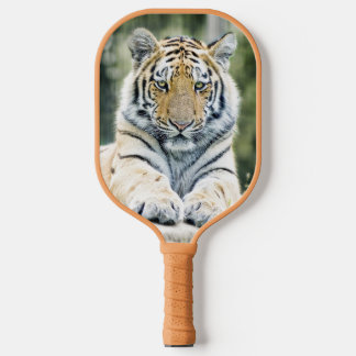 Wild Siberian Tiger Pickleball Paddles