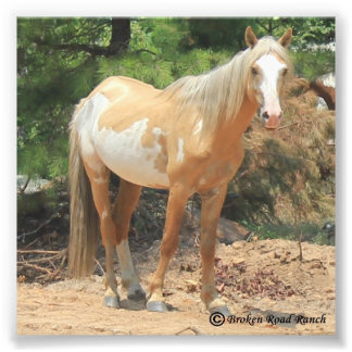 Wild Spanish Mustang Print