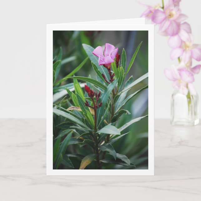 Wild Spanish Nerium Oleander Plant Card (Orchid)