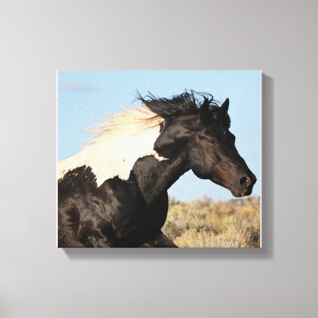 Wild Stallion Canvas Print (Front)