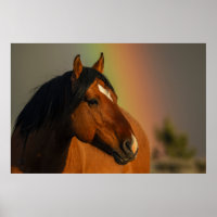 Wild Stallion, Golden Light and Rainbow