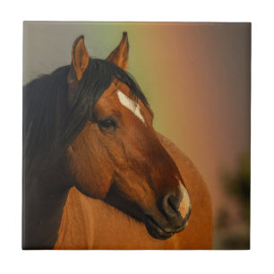 Wild Stallion, Golden Light and Rainbow Tile