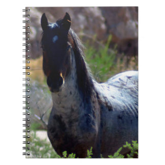 Wild Stallion in Utah Notebook