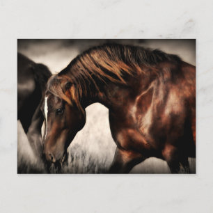 Wild Stallion Post Card