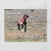 Wild Stallion, Pre-addressed: Sec of the Interior