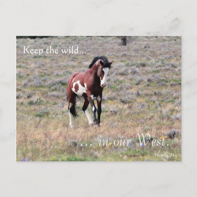 Wild Stallion, Pre-addressed: Sec of the Interior Postcard (Front)