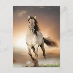 Wild Stallion Running In Sunset Postcard