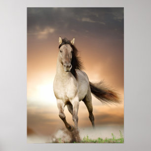 Wild Stallion Running In Sunset Poster